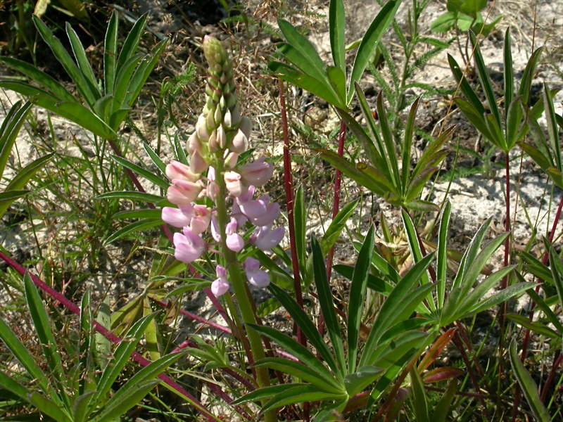 Изображение особи Lupinus &times; regalis.