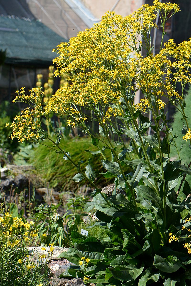 Изображение особи Senecio schwetzowii.