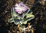 genus Centaurea