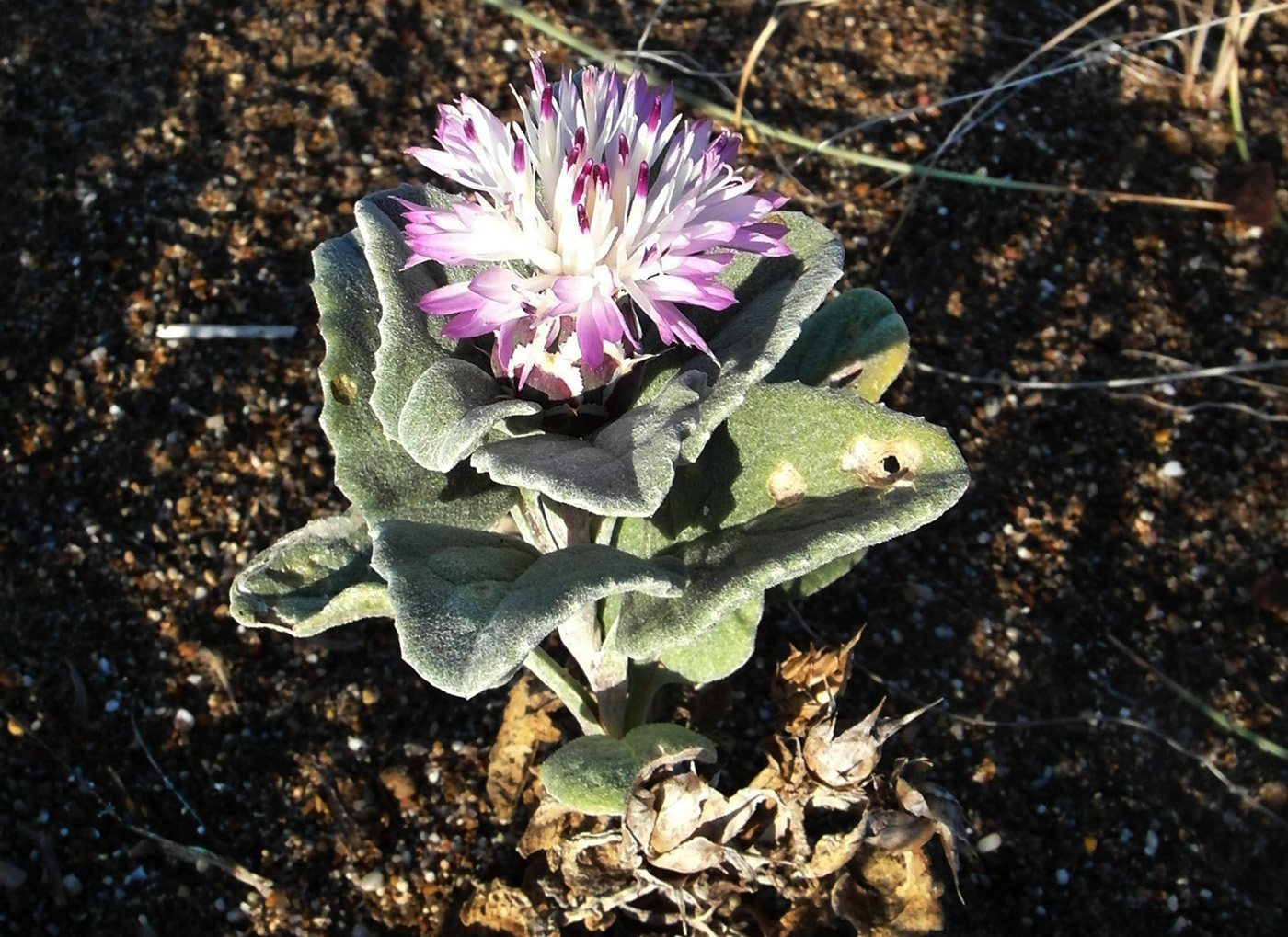 Изображение особи род Centaurea.