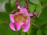 Rosa amblyotis