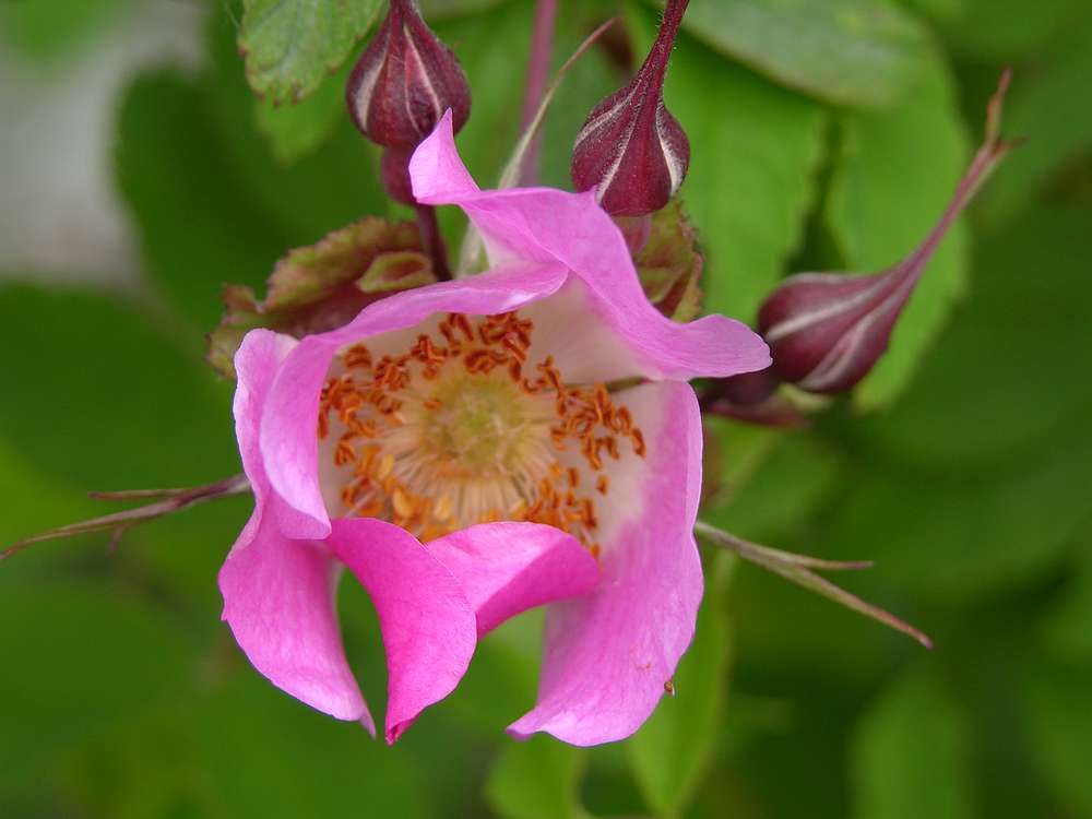 Image of Rosa amblyotis specimen.