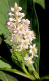 Phytolacca acinosa