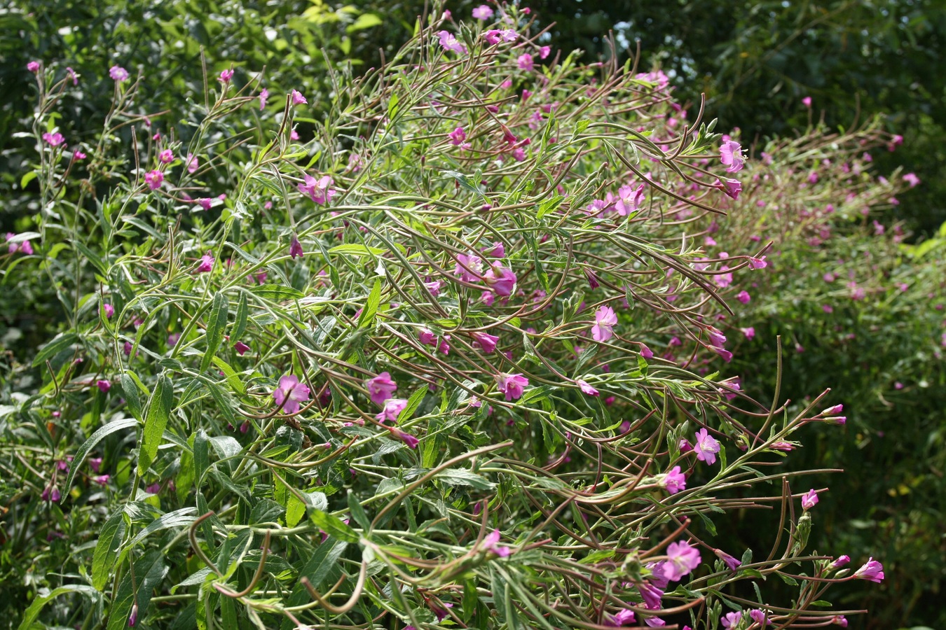 Изображение особи Epilobium hirsutum.