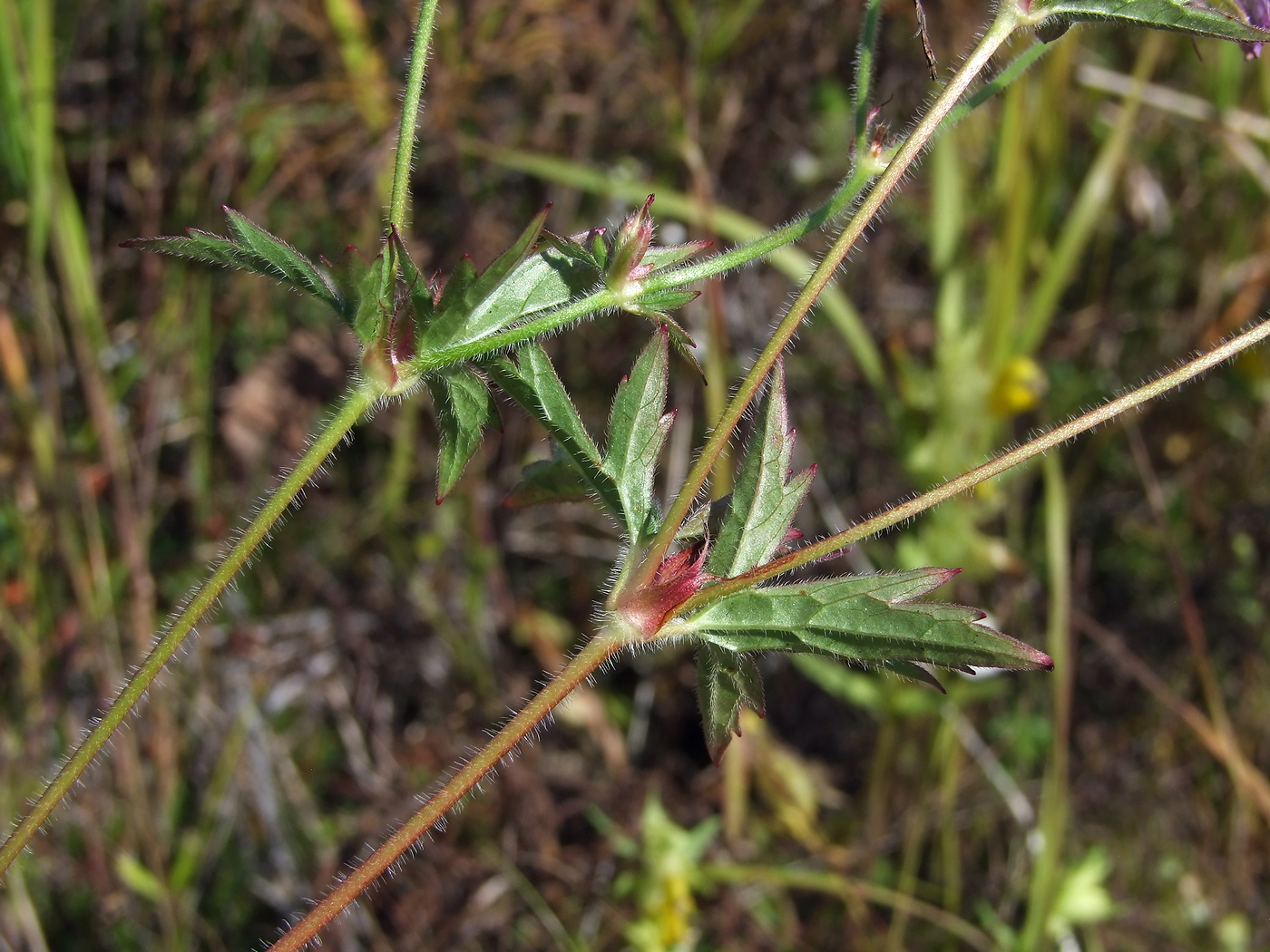 Image of Geranium wlassovianum specimen.