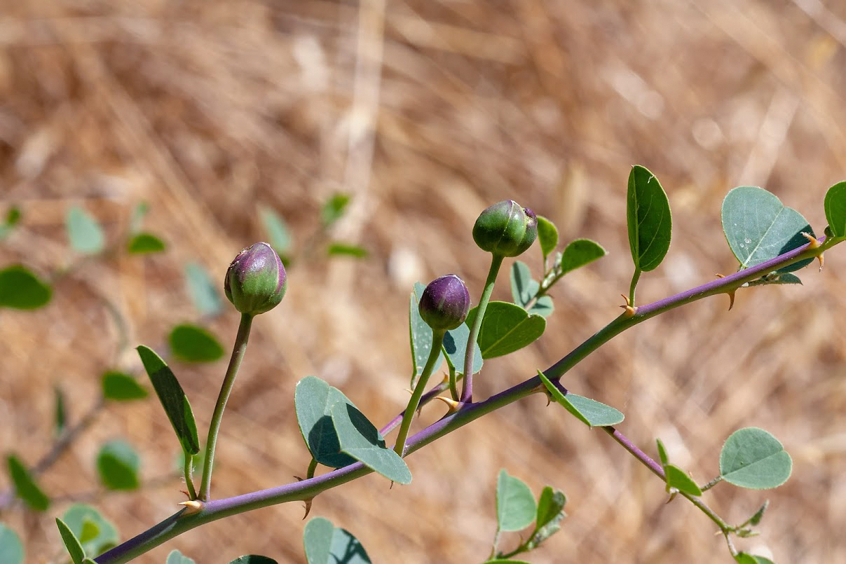 Изображение особи Capparis zoharyi.