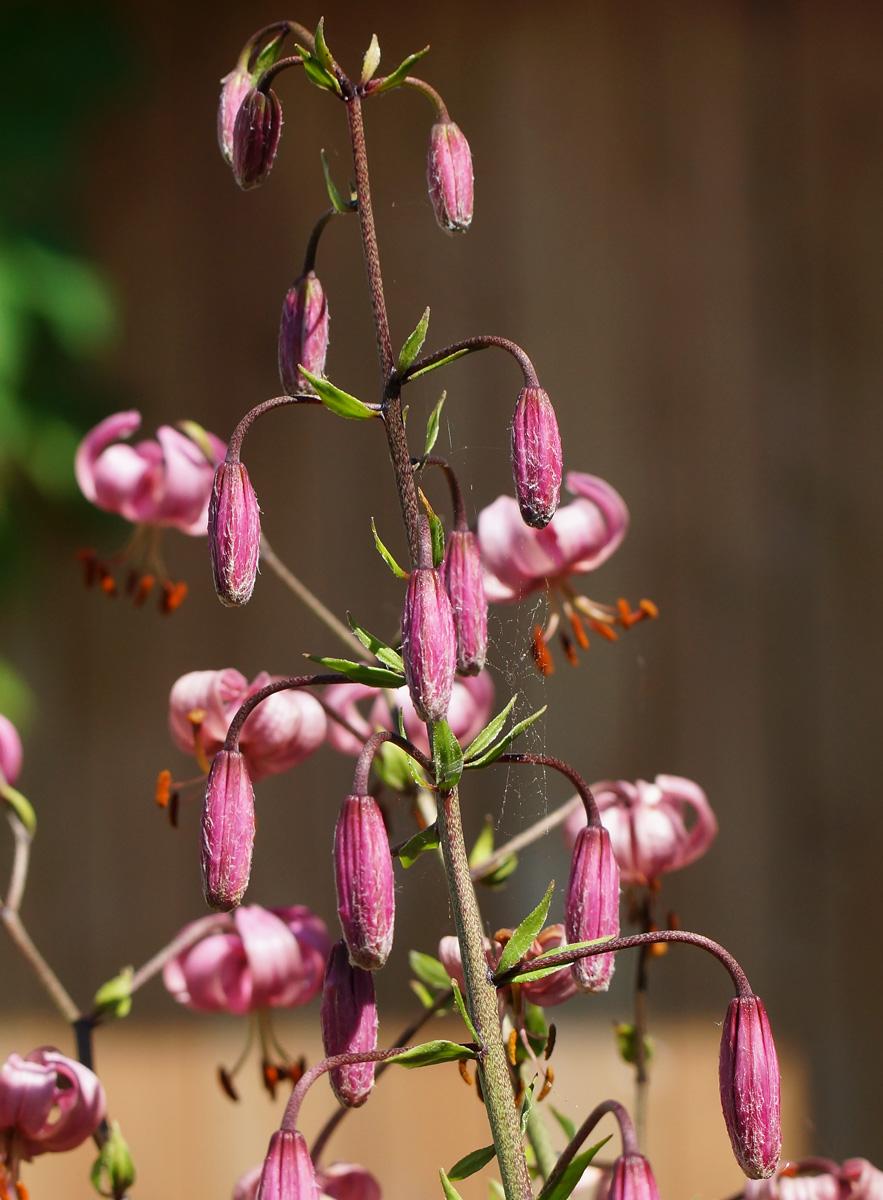 Image of Lilium pilosiusculum specimen.