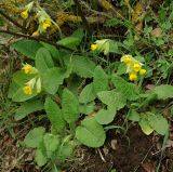 Primula macrocalyx. Цветущие растения. Азербайджан, Лерикский р-н, Зуванд. 12.04.2010.