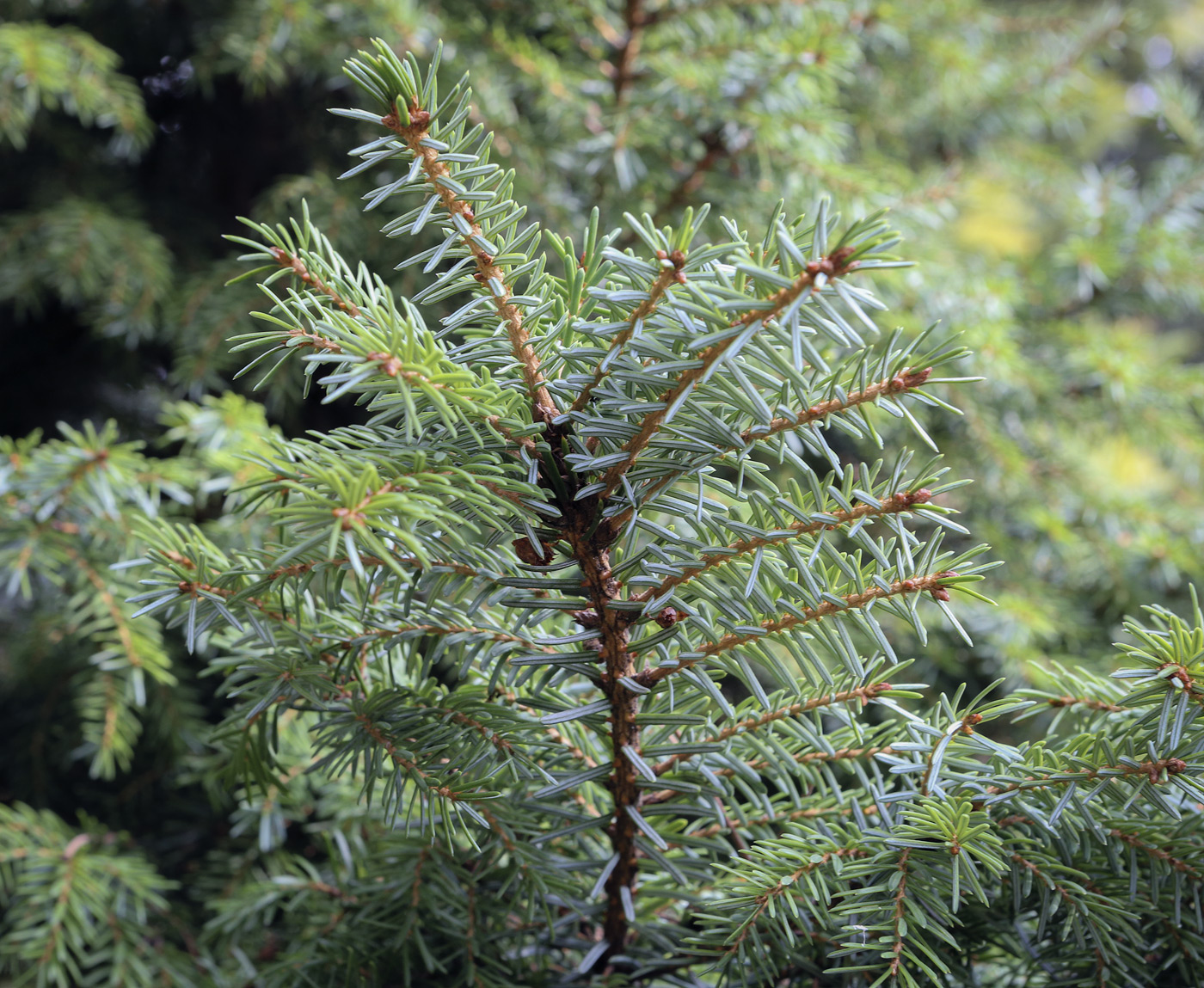 Изображение особи Picea omorika.