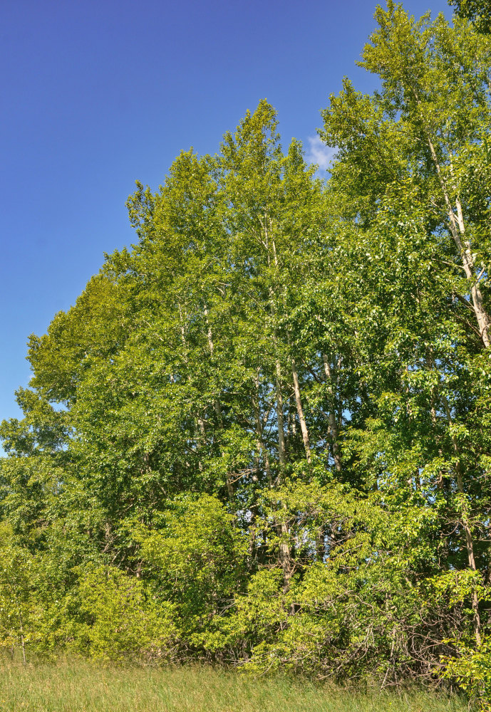 Image of genus Populus specimen.