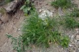 Setaria viridis