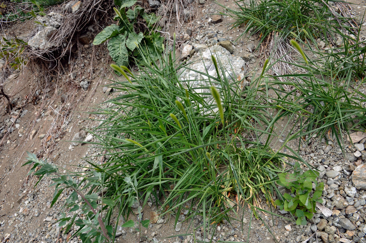 Image of genus Setaria specimen.