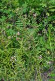 Pedicularis resupinata