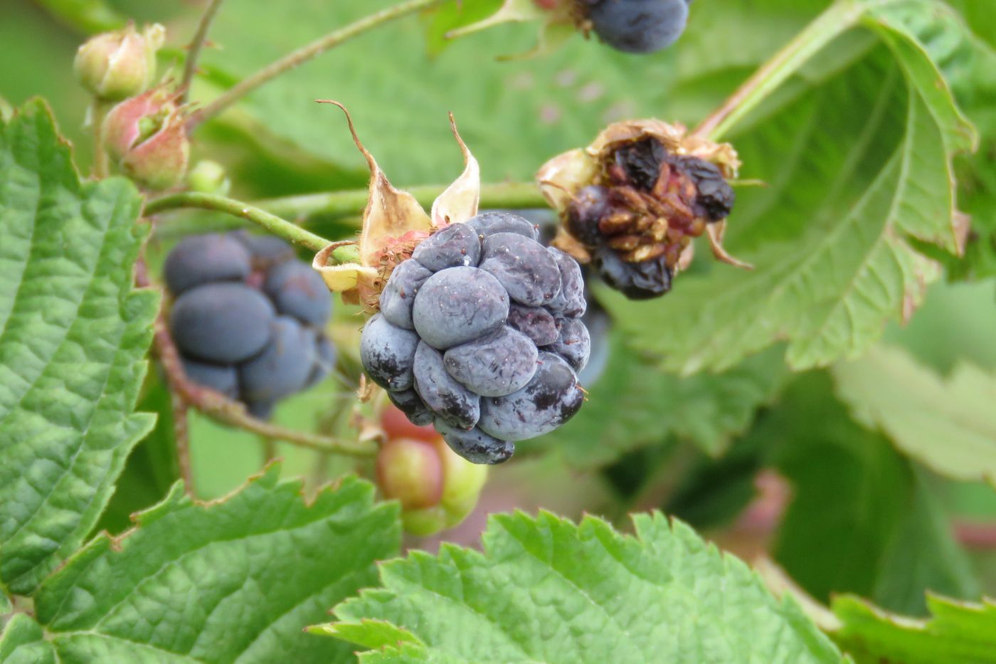 Image of Rubus caesius specimen.