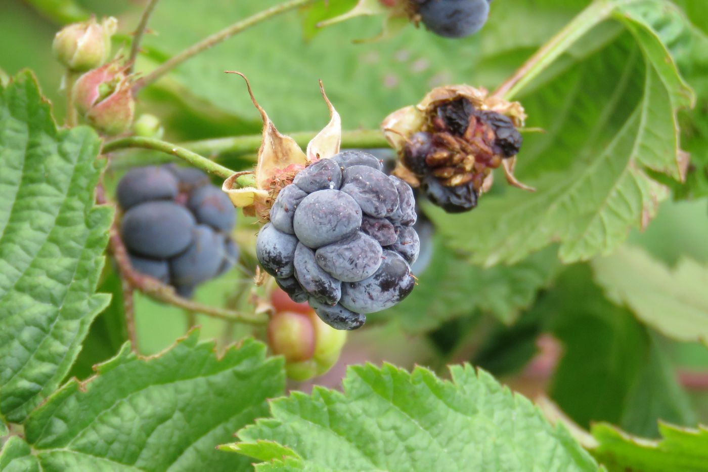 Изображение особи Rubus caesius.