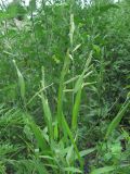 Eriochloa villosa