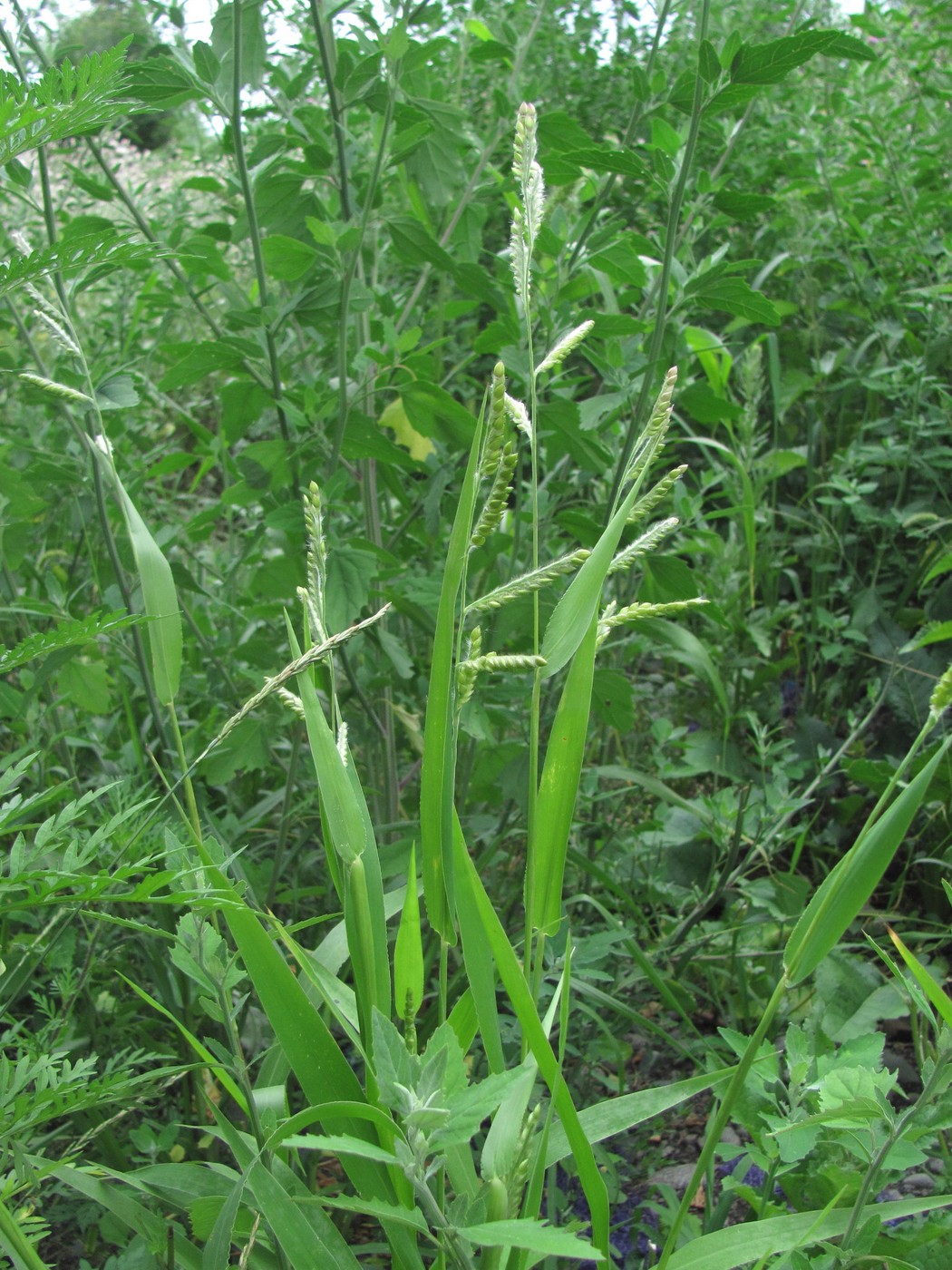 Image of Eriochloa villosa specimen.