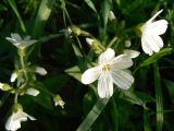 Cerastium pauciflorum. Соцветие с цветками, бутонами и завязями. Хабаровский край, р-н им. Лазо, окр. с. Соколовка, папоротниковое место. 01.06.2013.