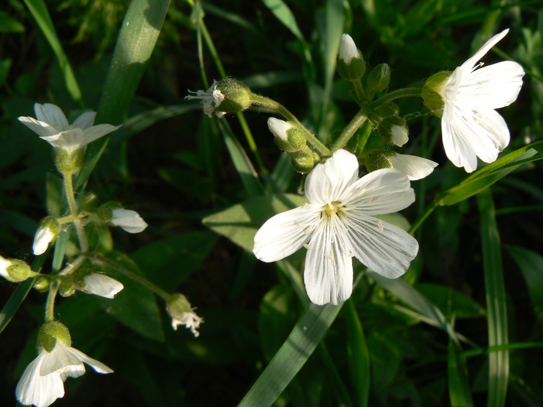 Изображение особи Cerastium pauciflorum.