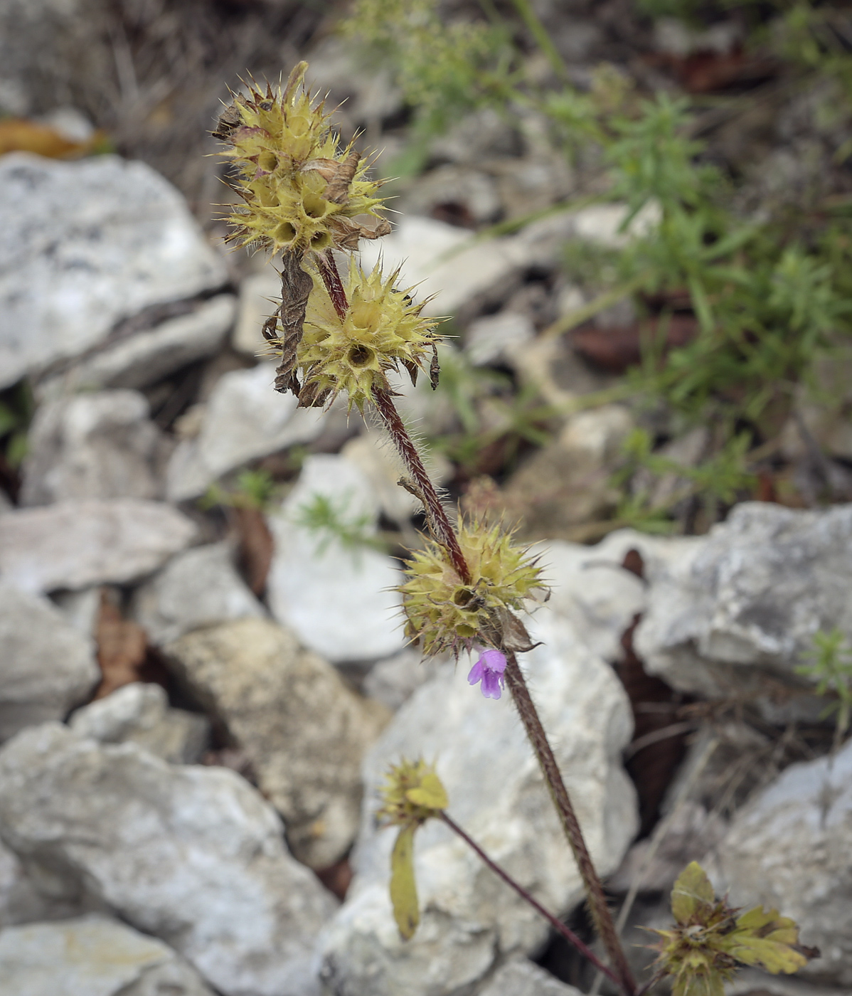 Изображение особи Galeopsis bifida.