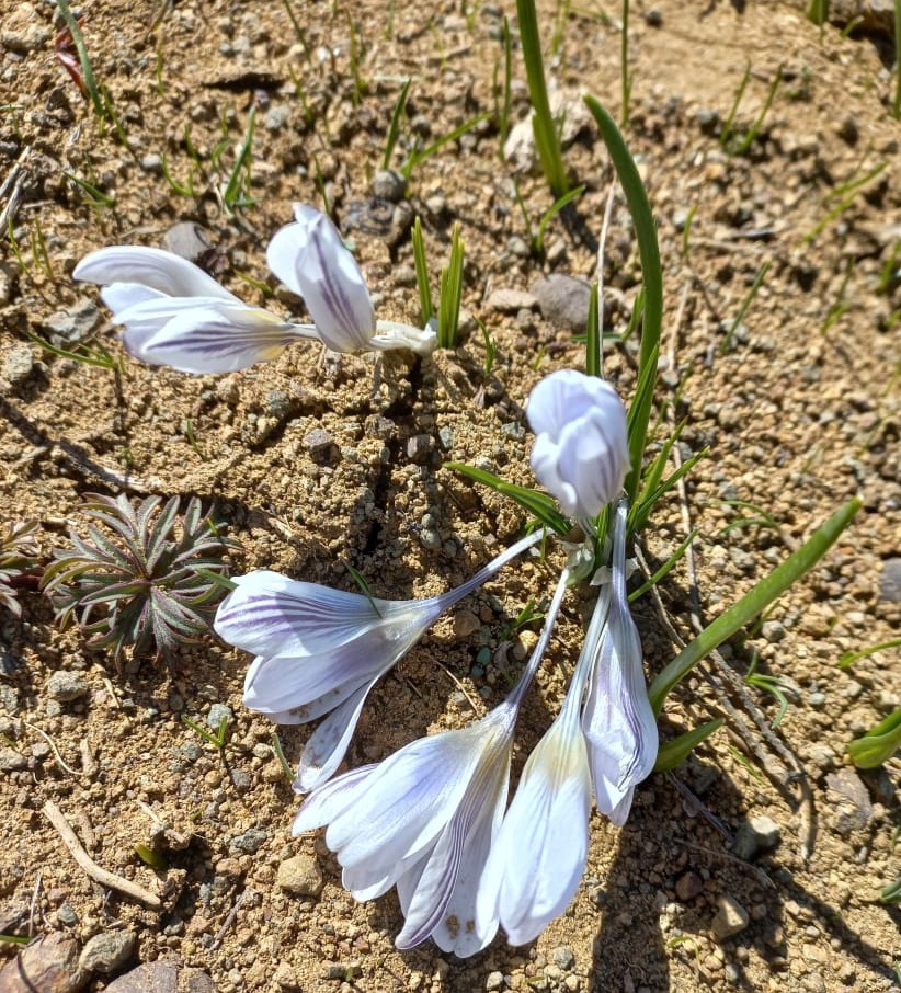 Image of Crocus adamii specimen.