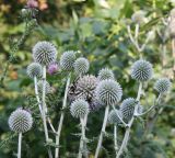 Echinops sphaerocephalus. Верхушка цветущего растения. Днепропетровская обл., Павлоградский р-н, окр. с. Кочерёжки, у дороги через сосняк на левом берегу р. Самара. 14.07.2010.
