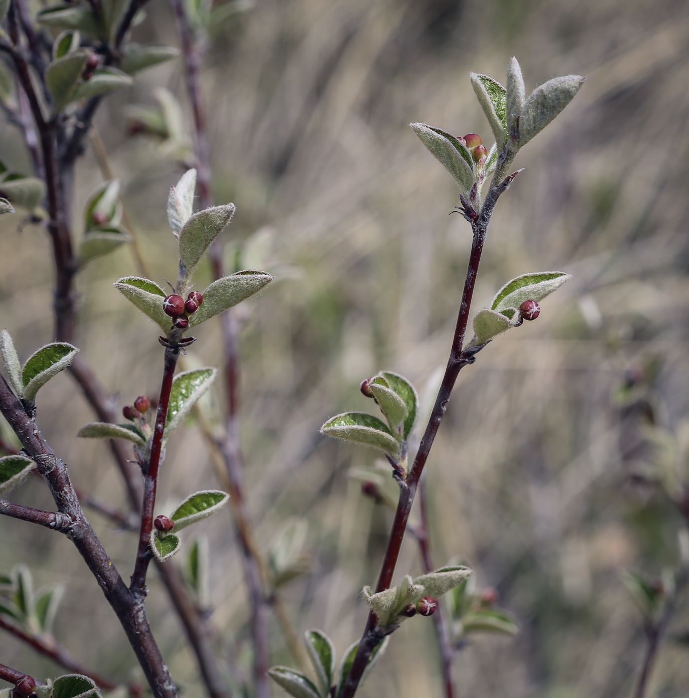 Image of Cotoneaster melanocarpus specimen.