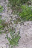 Camelina rumelica