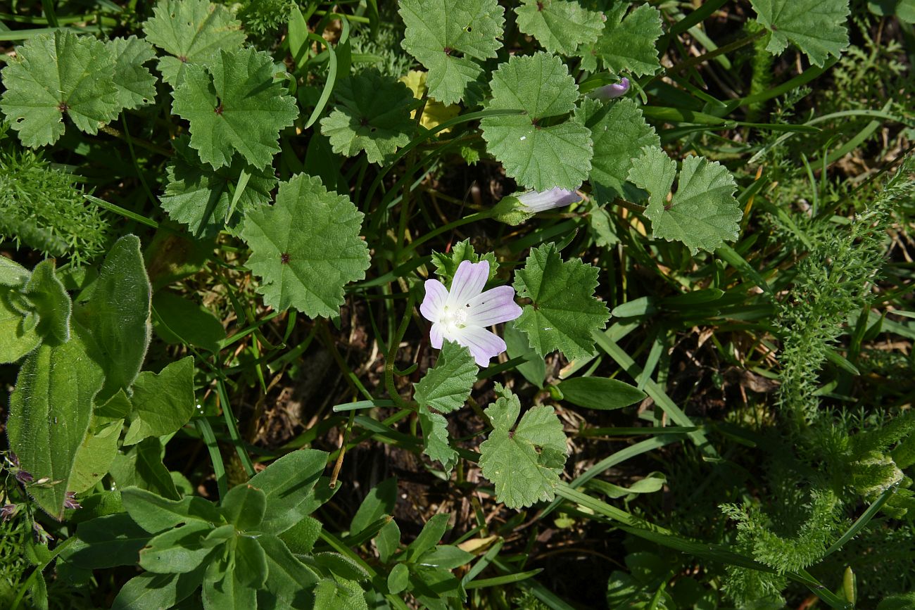 Image of Malva neglecta specimen.
