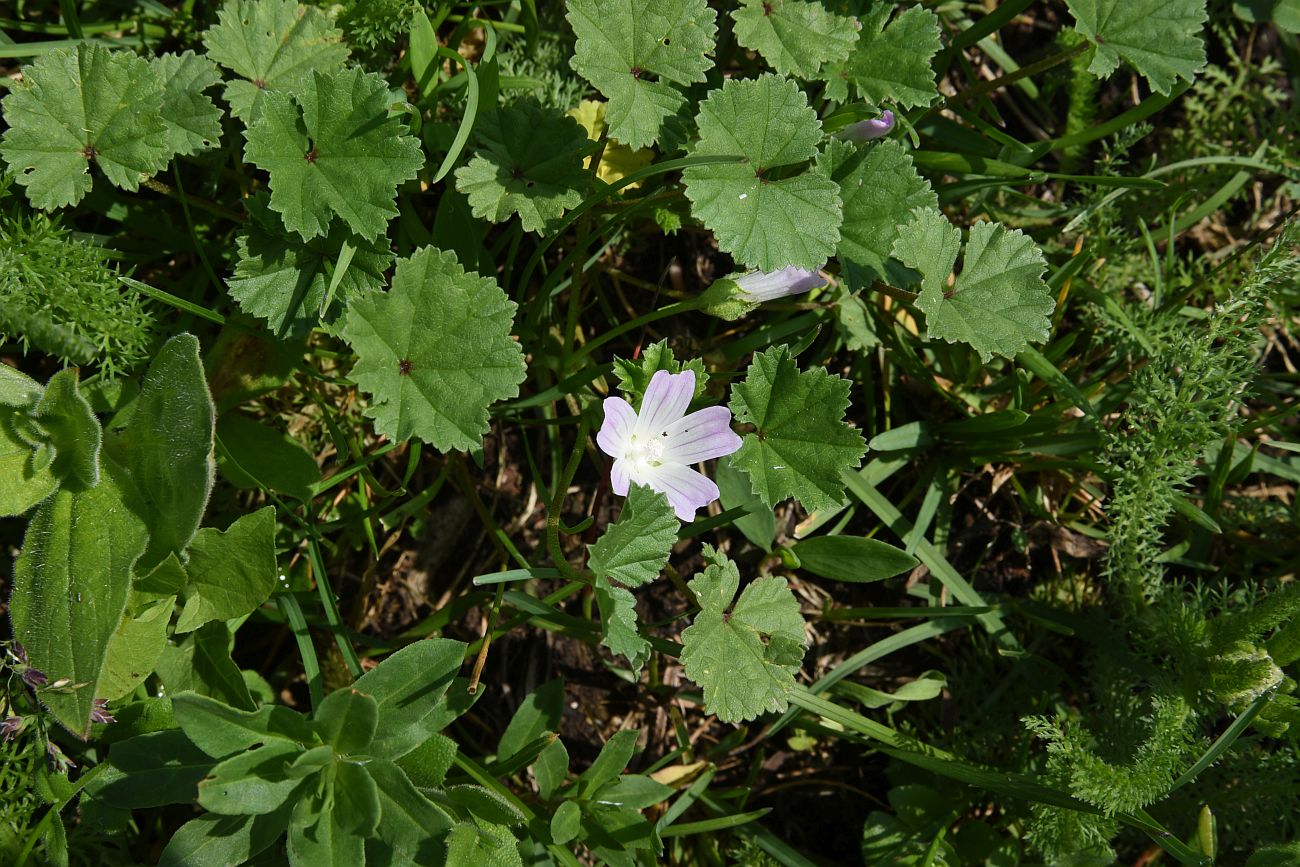 Изображение особи Malva neglecta.