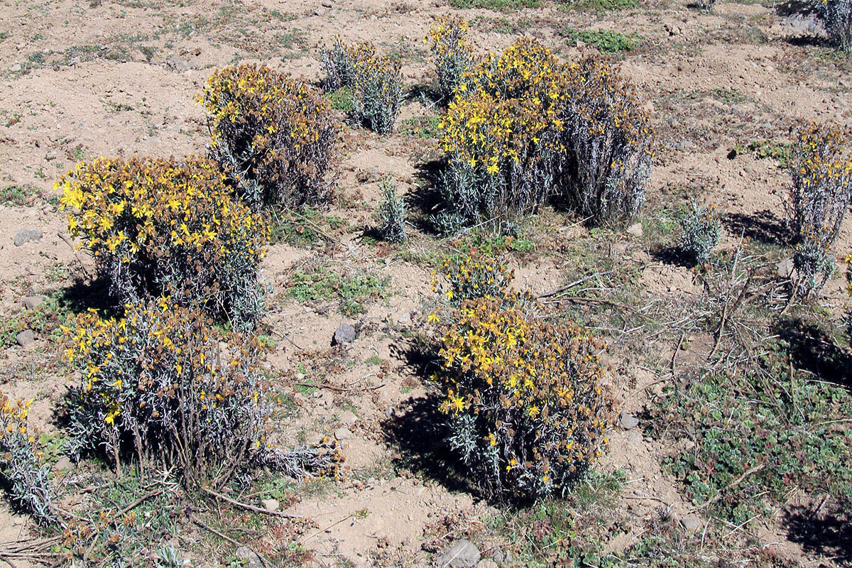 Image of familia Asteraceae specimen.