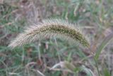 Setaria verticilliformis