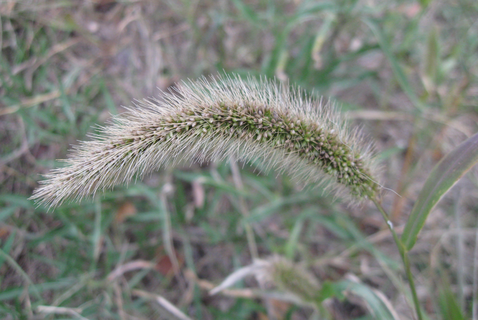 Image of Setaria verticilliformis specimen.