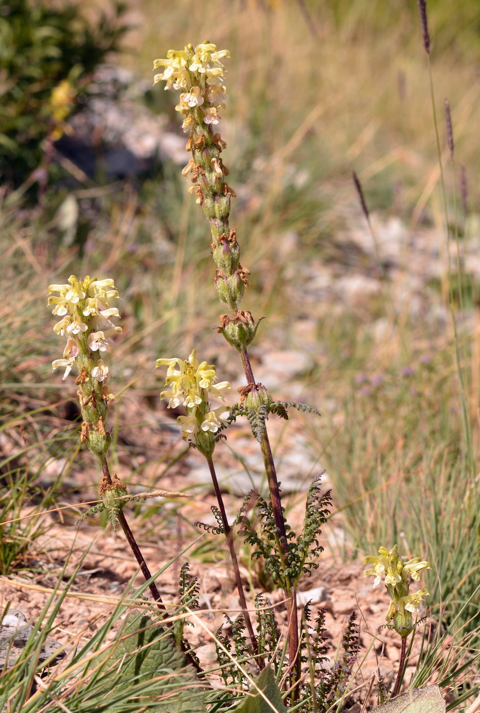 Image of Pedicularis ludwigii specimen.