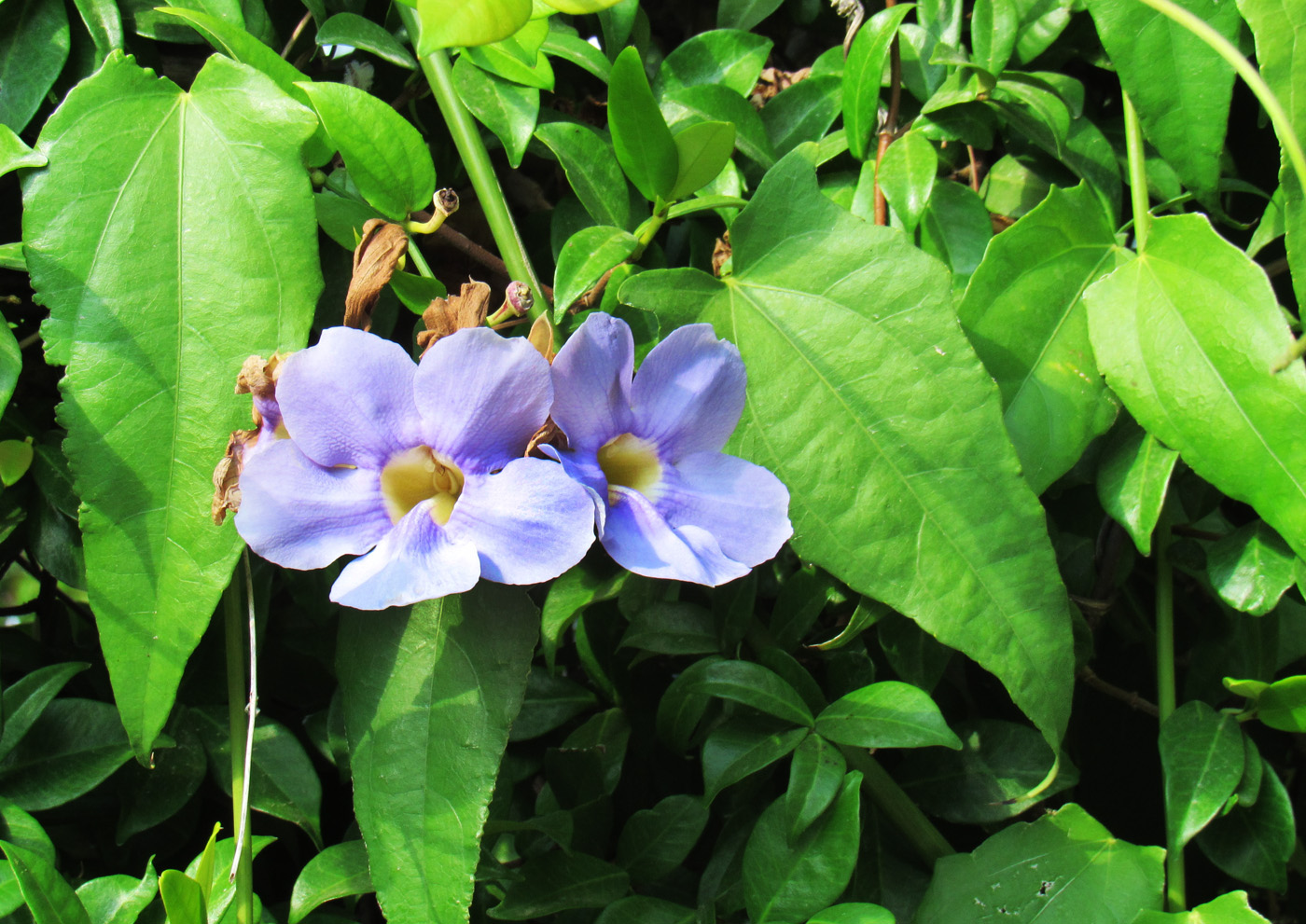 Image of Thunbergia laurifolia specimen.