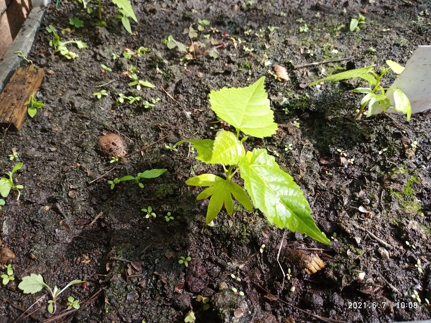 Image of Tilia platyphyllos specimen.