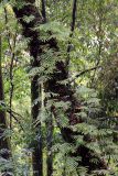 familia Polypodiaceae. Растения на стволе дерева. Бутан, дзонгхаг Монгар, национальный парк \"Phrumsengla\". 05.05.2019.
