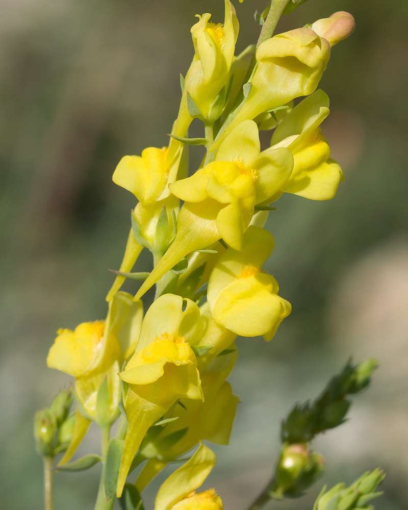 Изображение особи Linaria genistifolia.