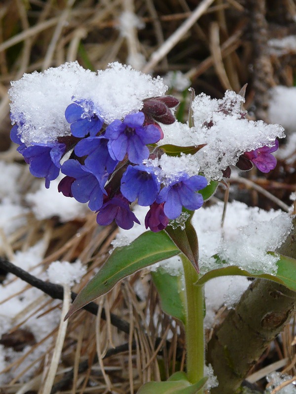 Image of Pulmonaria mollis specimen.