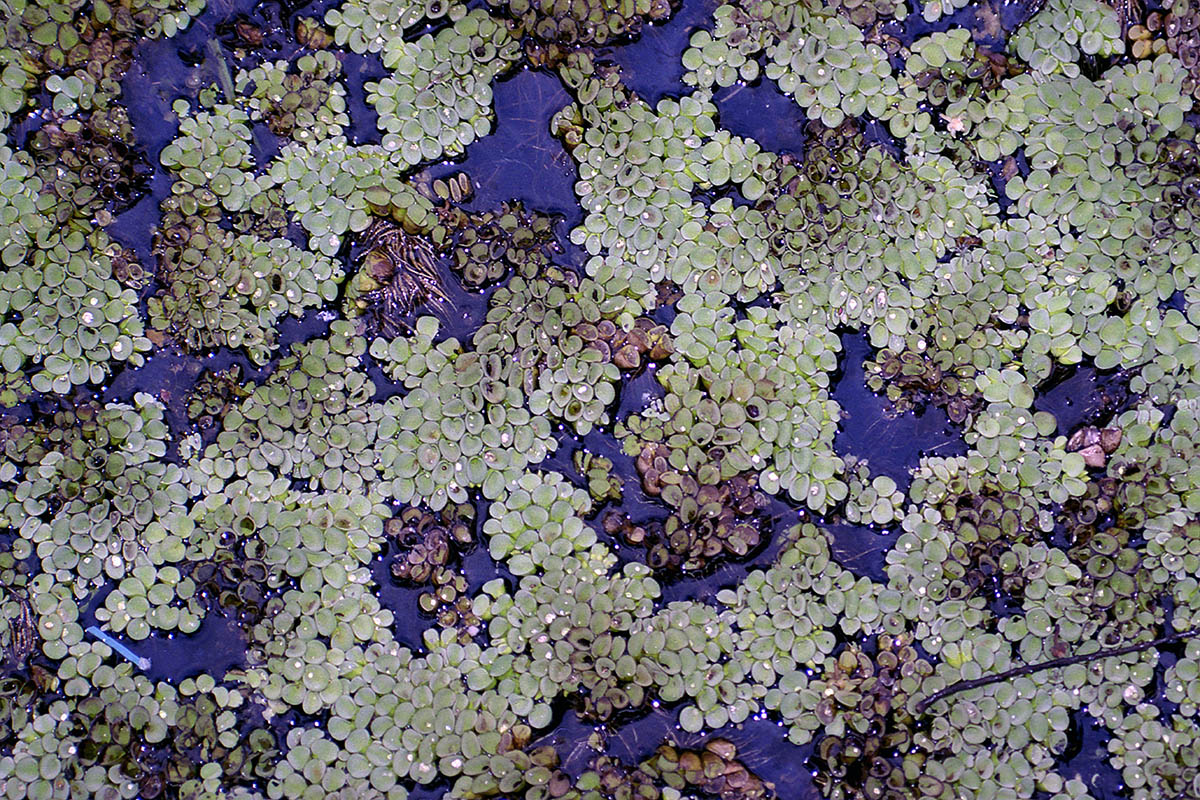 Image of genus Salvinia specimen.