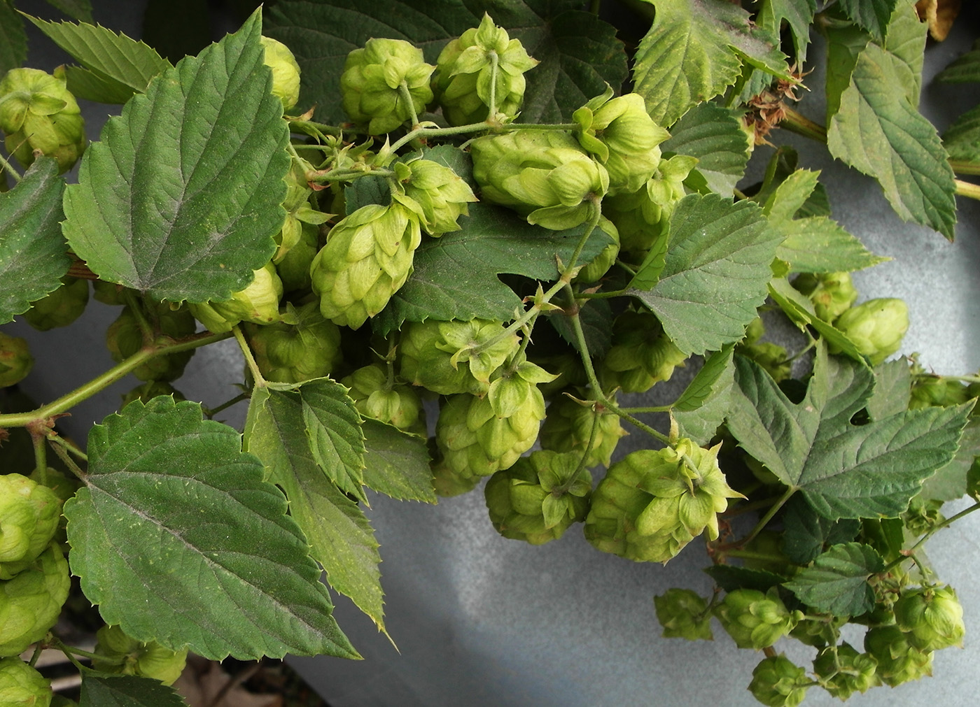 Изображение особи Humulus lupulus.