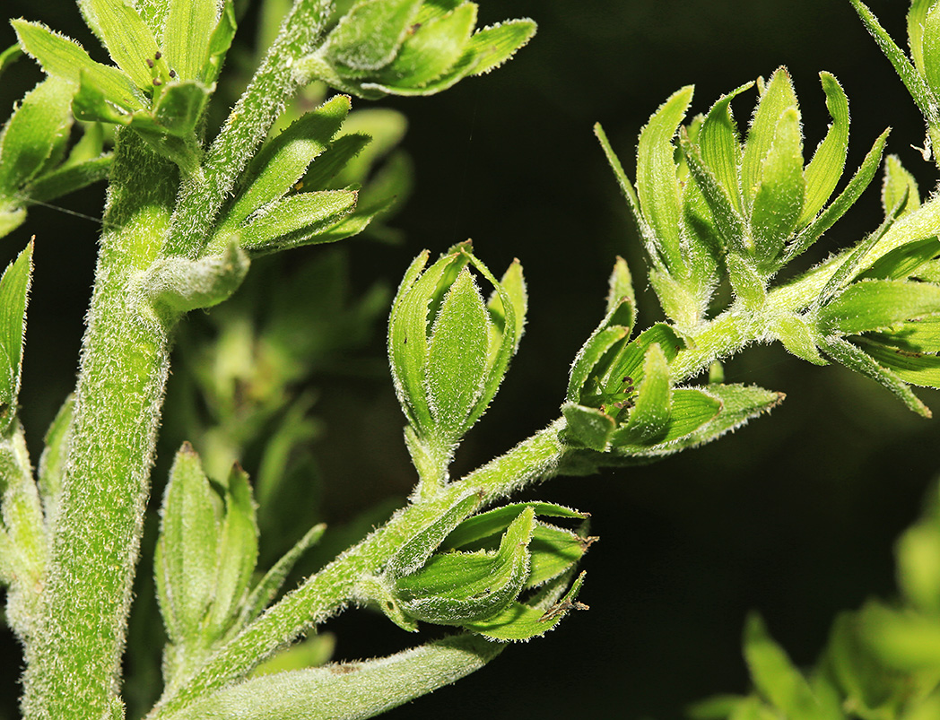 Изображение особи Veratrum dolichopetalum.