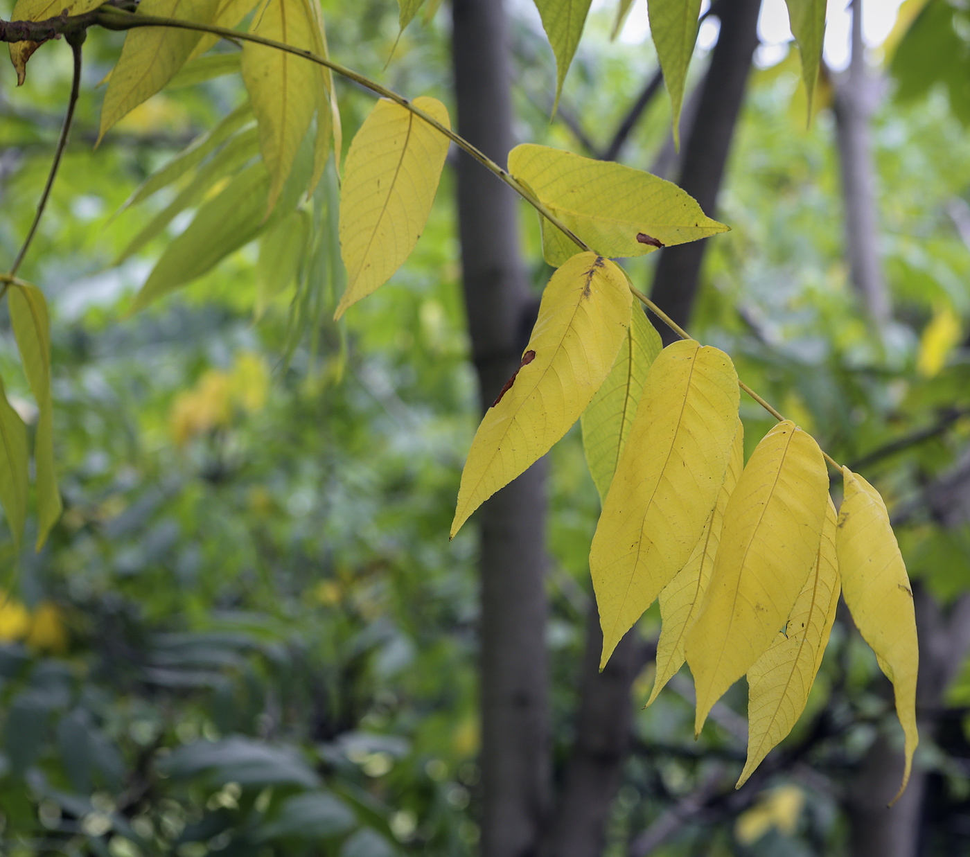 Изображение особи Juglans mandshurica.