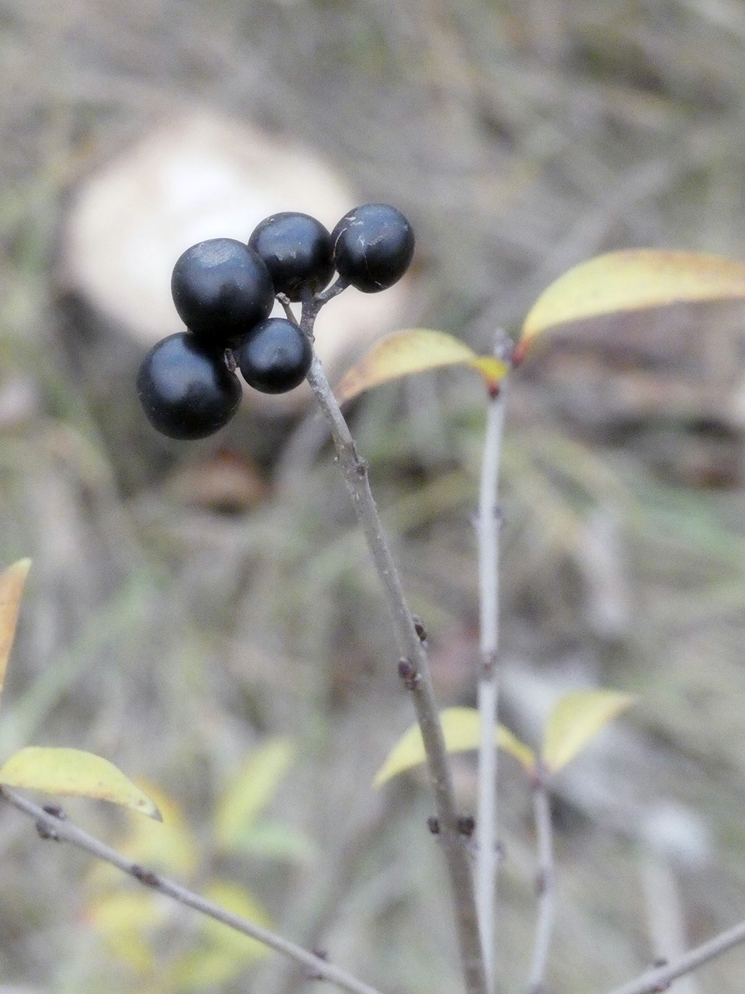 Image of Ligustrum vulgare specimen.