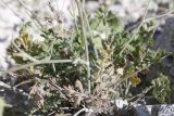 Pimpinella tragium. Нижняя часть побега с прикорневой розеткой листьев. Крым, Тарханкутский п-ов, ур. Джангуль, каменистый известняковый склон к морю. 25.07.2010.