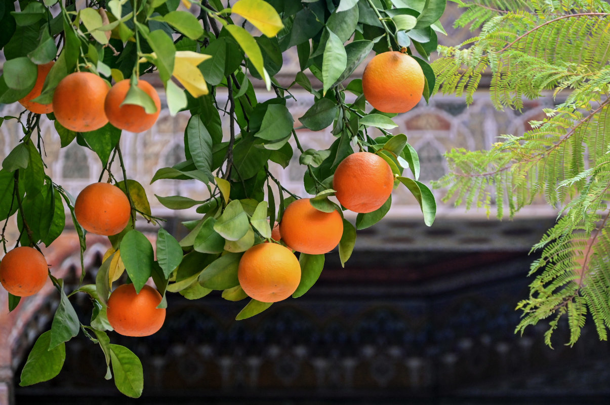 Изображение особи Citrus sinensis.