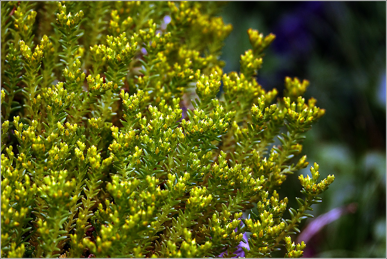 Image of Sedum sexangulare specimen.
