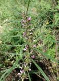 Leonurus japonicus