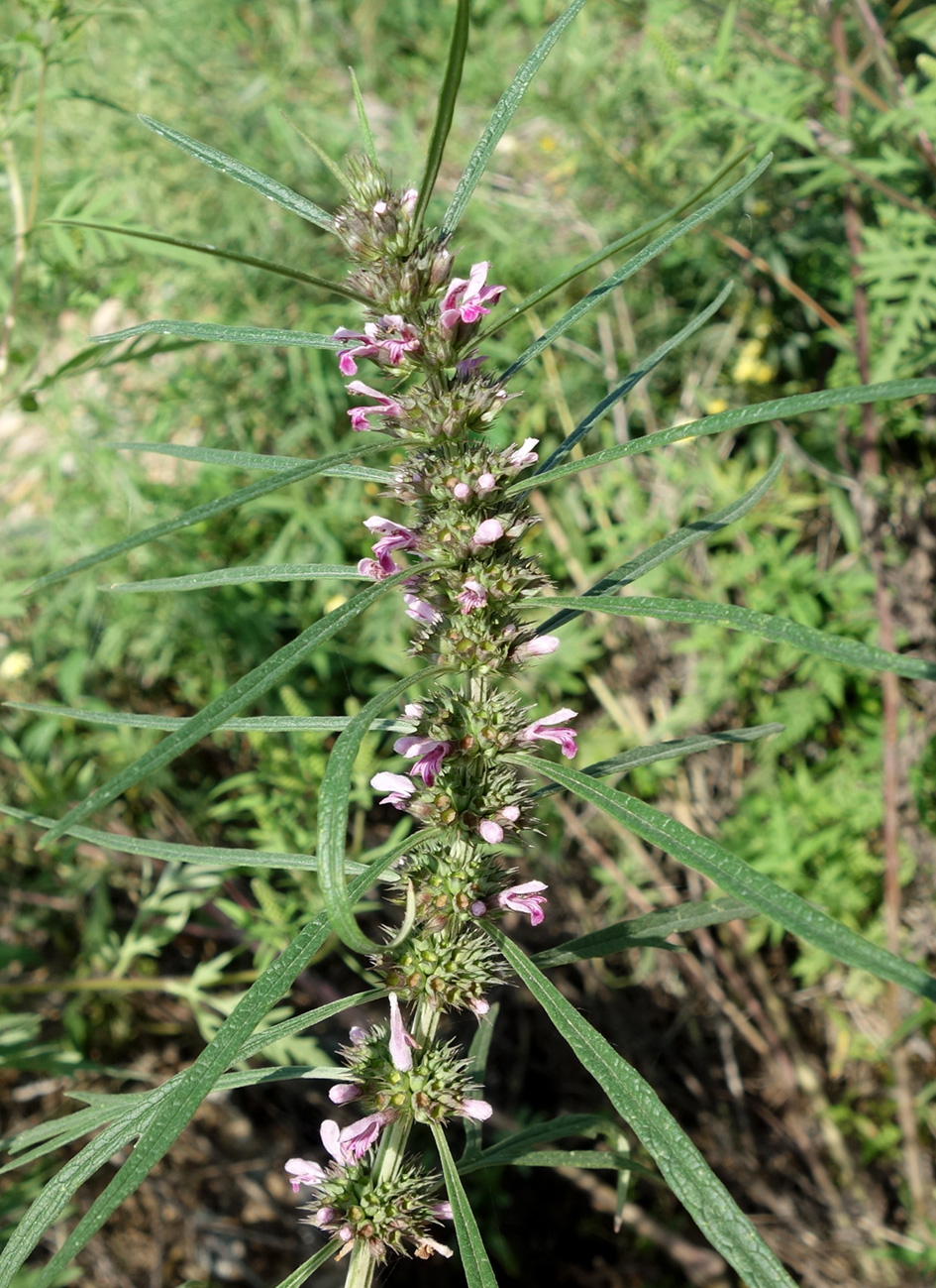 Изображение особи Leonurus japonicus.