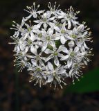 Allium decipiens